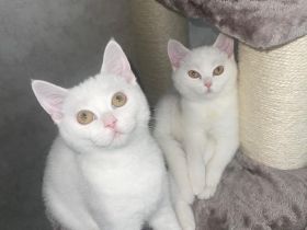 BKH Kitten ab sofort