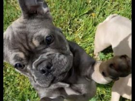 Französische Bulldogge