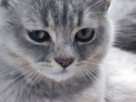 Reinrassige Bkh kitten