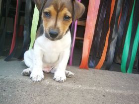 Kurzbein Jack Russel Welpen