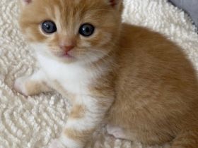 BKH Kitten mit Stammbaum