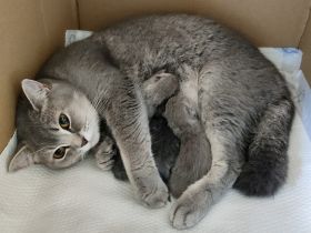 Sehr schöne BKH kitten