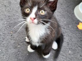 Kätzchen Katzenbabys