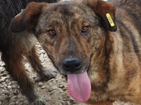 Savi traumhaft schöne Hündin , ca 2020 geboren, 60 cm groß