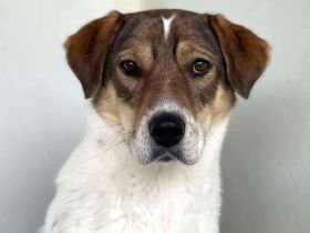 Sia sucht Menschen mit Hundeverstand