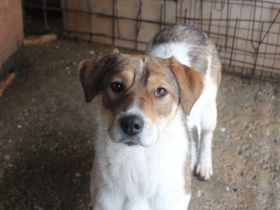 Sia sucht Menschen mit Hundeverstand