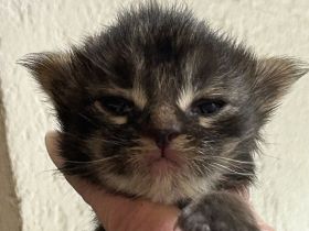 Reinrassige Maine Coon Kitten suchen für immer Zuhause