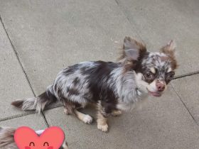 Chihuahua Prinz Schoko