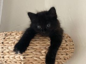 Heilige Birma Mix Kitten