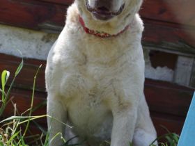 Frodo, sensibler, aktiver, verspielter Junghund sucht schönes, geduldiges und erfahrenes Zuhause