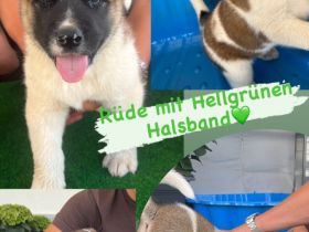 American Akita Welpen