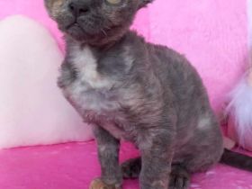 Devon Rex WCF
