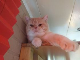 2 wunderschöne Kater suchen dringend neue Familie