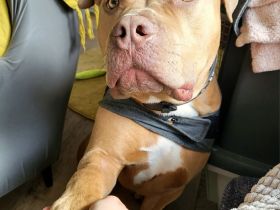 Liebe volles Zuhause gesucht