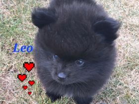 Pomeranian Kleinspitz