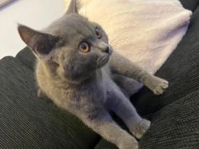 BKH Kätzchen (abgabebereit)