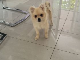 Zwei Zwergspitze zu verkaufen