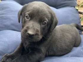 Labrador welpen