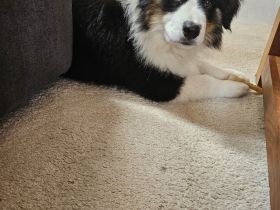 Miniatur Australien Shepherd Rüde