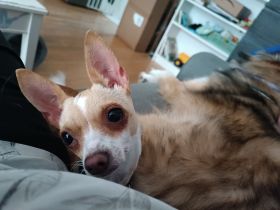 Die Kleine Hildegard sucht ihr Zuhause