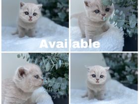 BKH Kitten mit Stammbaum aus seriöser gepflegter Zucht