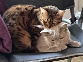 BKH Kater & Bengal Katze