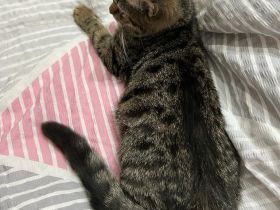 BKH Mix Kitten Kater