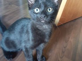 kitten suchen Dosenöffner