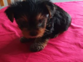 Yorkshire Terrier - Welpe - 7 Wochen - reinrassig