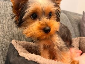 Yorkshire Terrier - Bruno - 1 Jahr alt