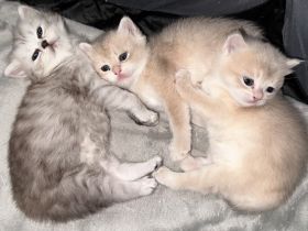 BKH Kitten Golden Shaded & Silver Tabby
