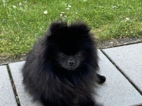 Deckrüde Pomeranian / Zwergspitz Schwarzes Fell