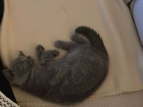 BHK GRAU Entwurmt u.  Geimpft✨