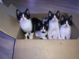 „Felix“ Babykatzen