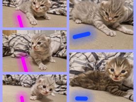 Kitten Bengal/BKH Mix