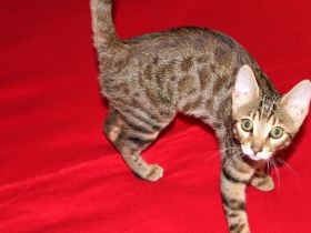 Kitten Mix. Mutter Bengal mit Gute blütlinie.