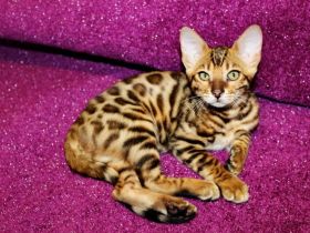 Bengal Mädchen