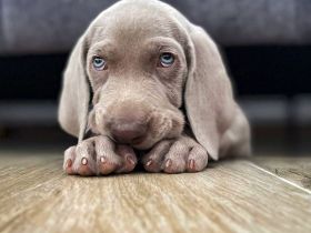 Weimaraner Welpen mit FCI Papieren