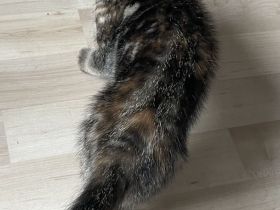 Katzenkinder suchen neue Dosenöffner