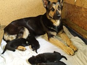 Osteuropäische Schäferhunde