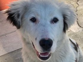 Canja, geb. ca. 08/2022, lebt in GRIECHENLAND, im städt. Tierheim Serres