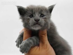 Maine Coon Kitten Hirschberger´s Olaf nimmt Ihre Bewerbung gerne entgegen