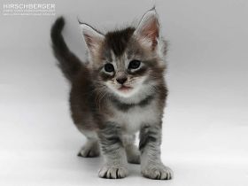 Maine Coon Baby Olga ist auf der Suche nach einem neuen Zuhause bei Katzenfreunden