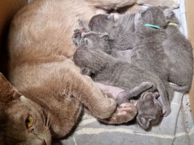 Maew Boran Korat Kitten