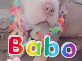 Old Engliish Bulldogge Welpe