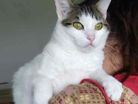 Schmusekatze Rafaela mag Hunde!