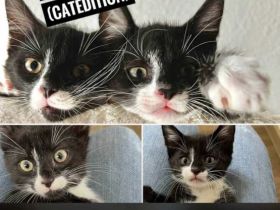 Notfellchen suchen dringend ihr für immer zuhause