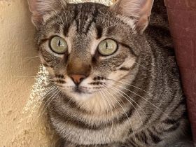 Miriam - sehr verschmust, wenn sie Vertrauen gefasst hat