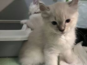 2 Kitten suchen eine neues Haus