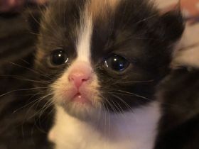 Perser Glückskatzen